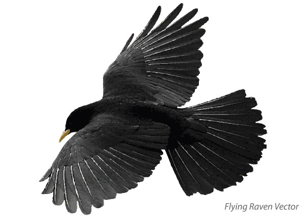 Flying Raven Vector Image