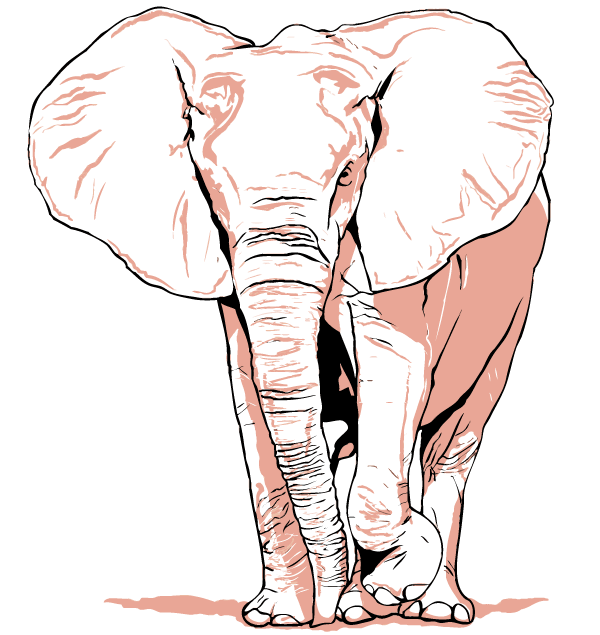 Vector Elephant