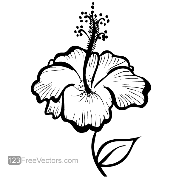 Hand Drawn Hibiscus Flower Vector