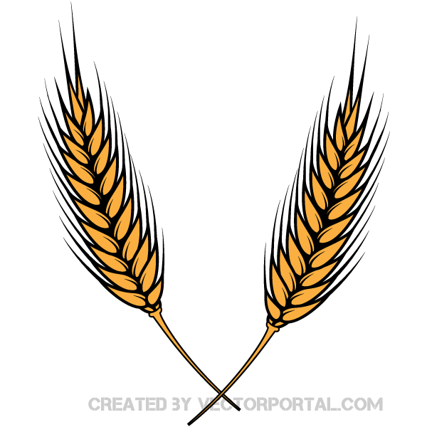 Wheat Vector Image