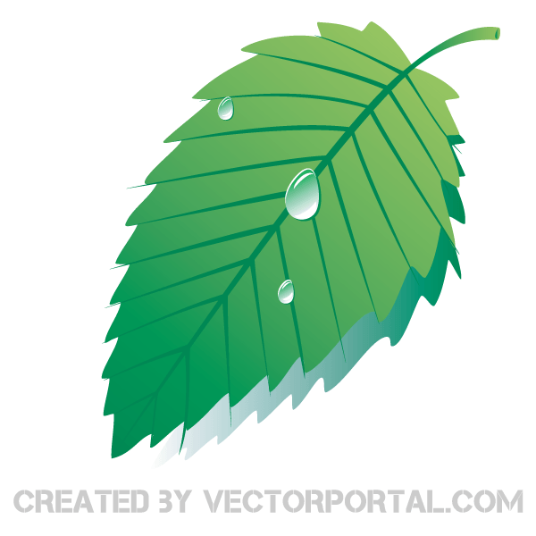 Green Leaf with Water Drops Vector