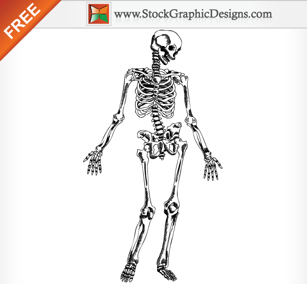 Hand Drawn Human Skeleton Free Vector Illustration